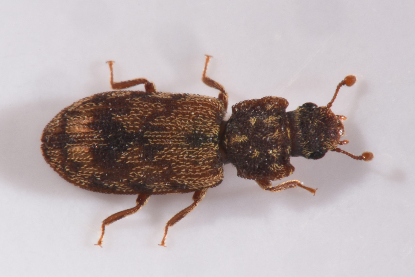 Zopheridae: Synchita undata (cfr.)